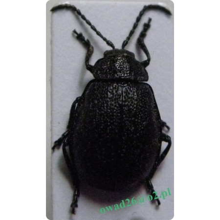 Galeruca tanaceti (Linnaeus, 1758) Rozdestnica wrotyczówka